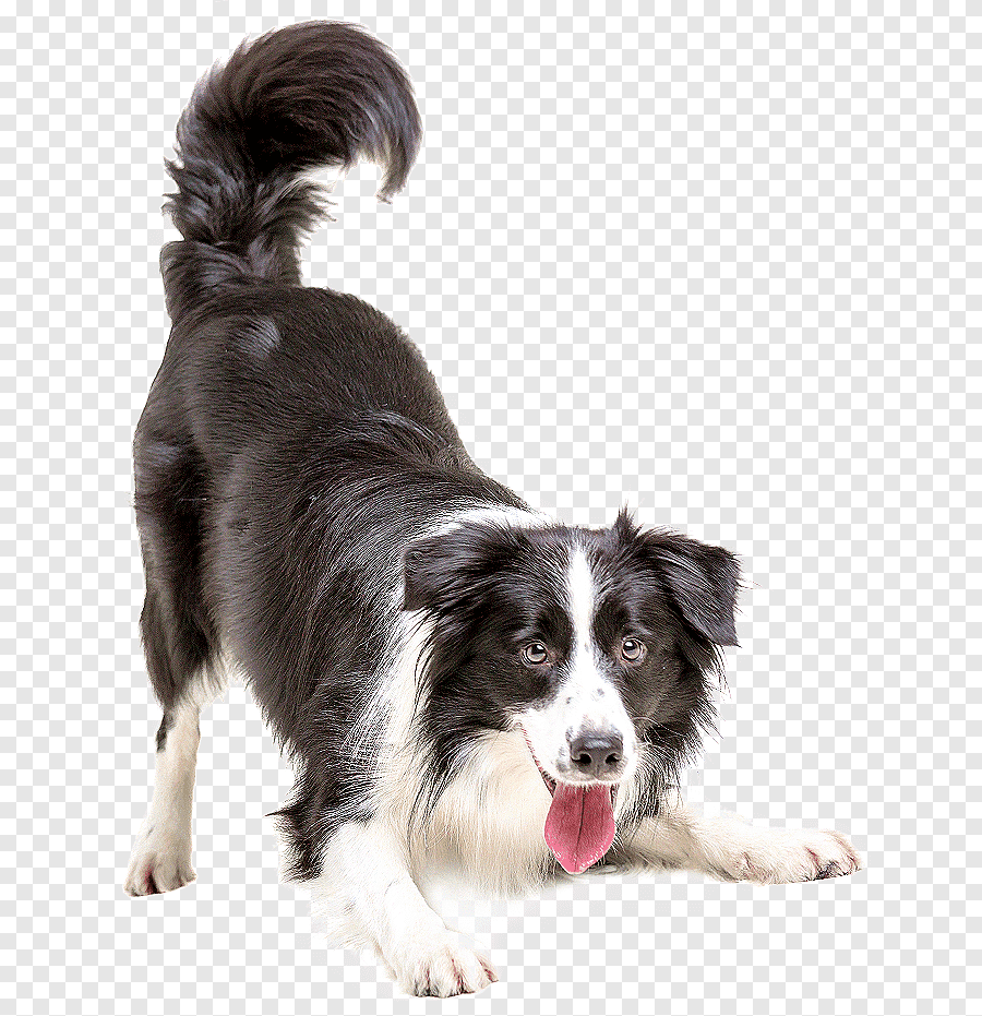 cute dog transparent background 0054