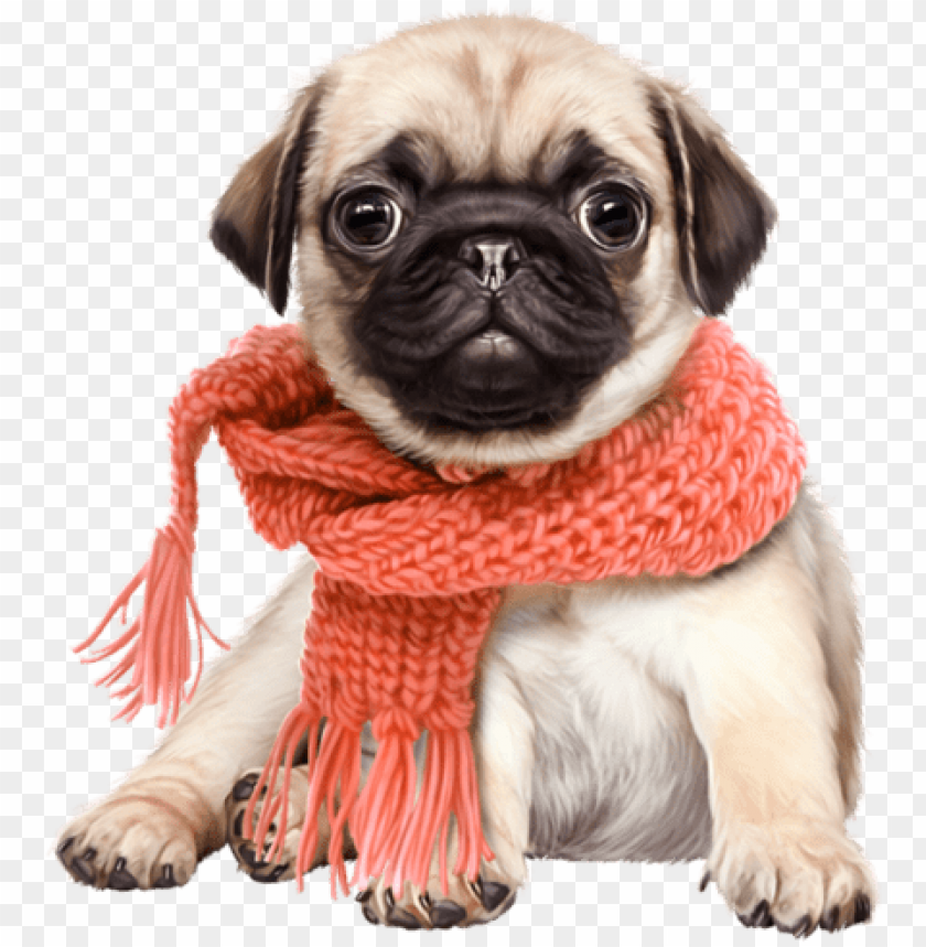 cute dog transparent background 0064