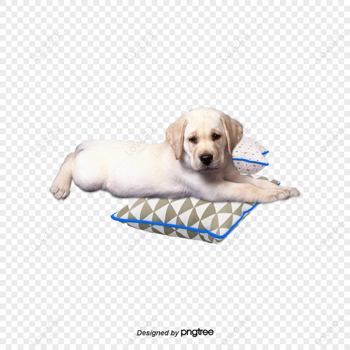 cute dog transparent background 0077