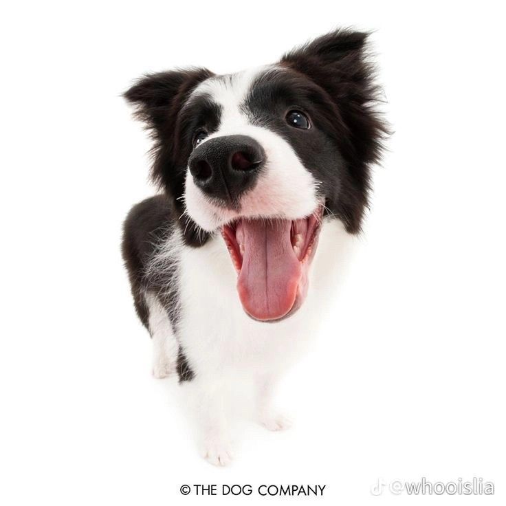 cute dog white background for personal projects