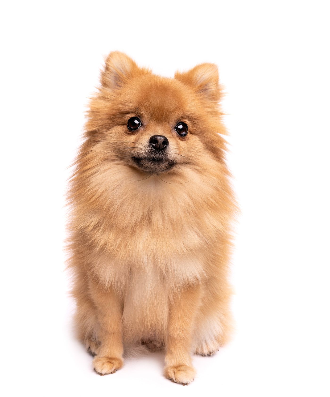 cute dog white background images