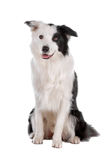 cute dog white background 0011