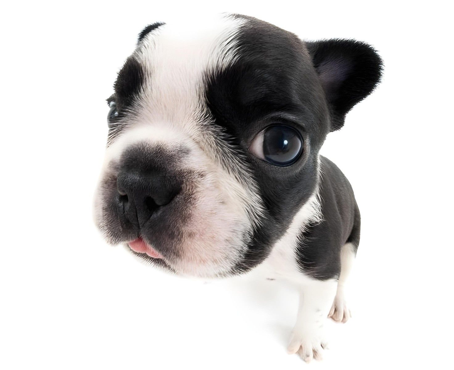 cute dog white background 0016