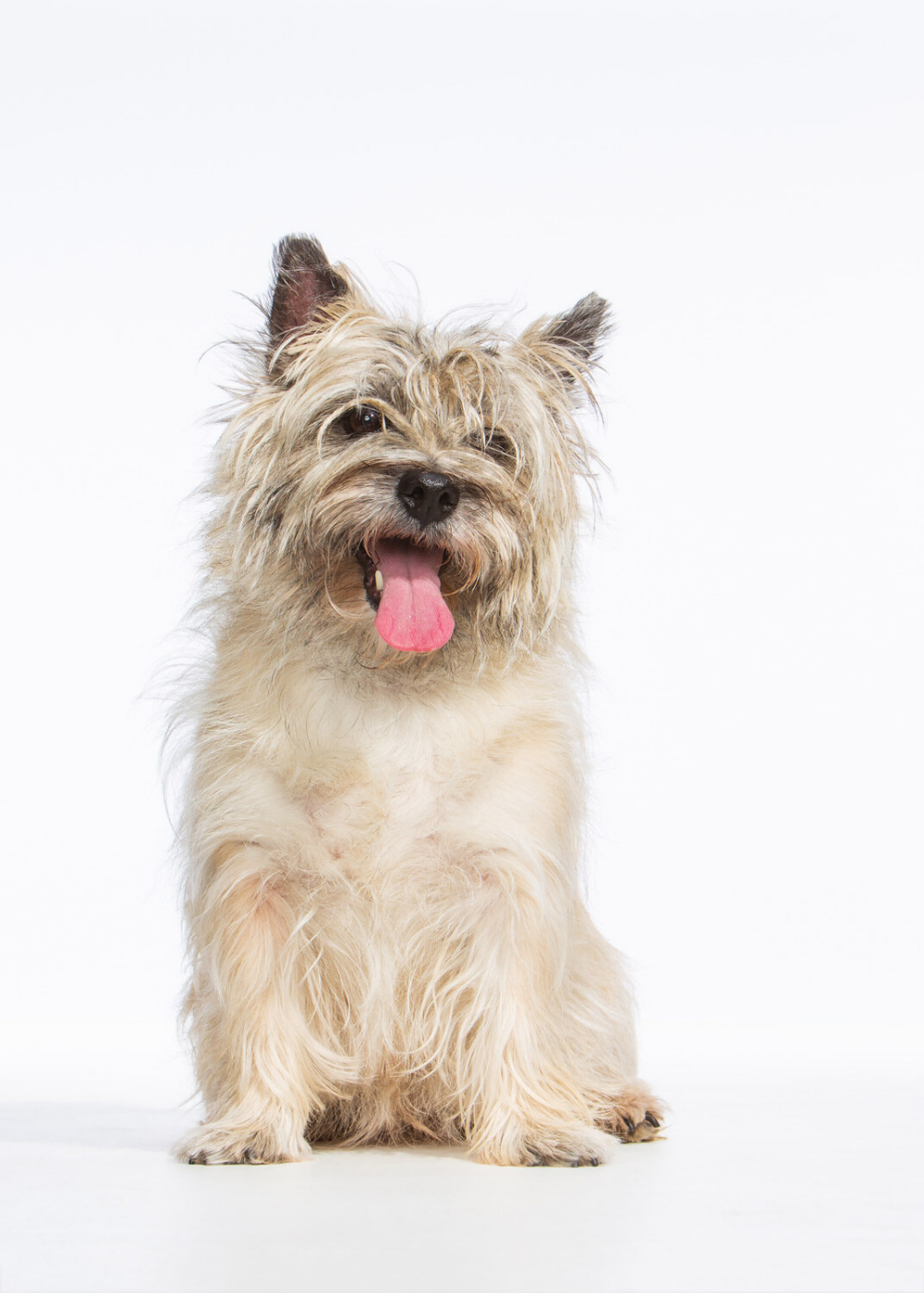 cute dog white background 0018