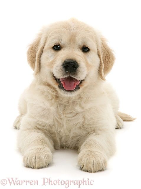 cute dog white background 0020