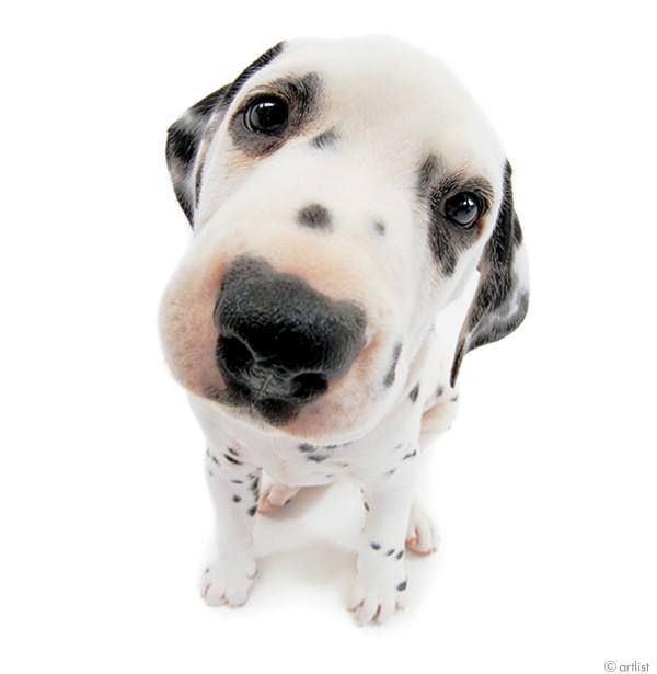 cute dog white background 0022