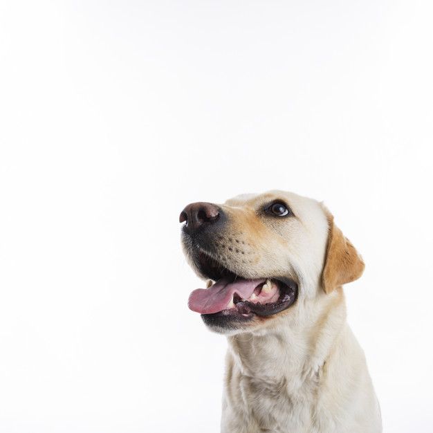 cute dog white background 0028