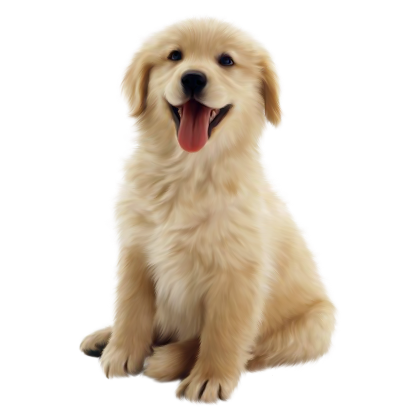 cute dog white background 0030