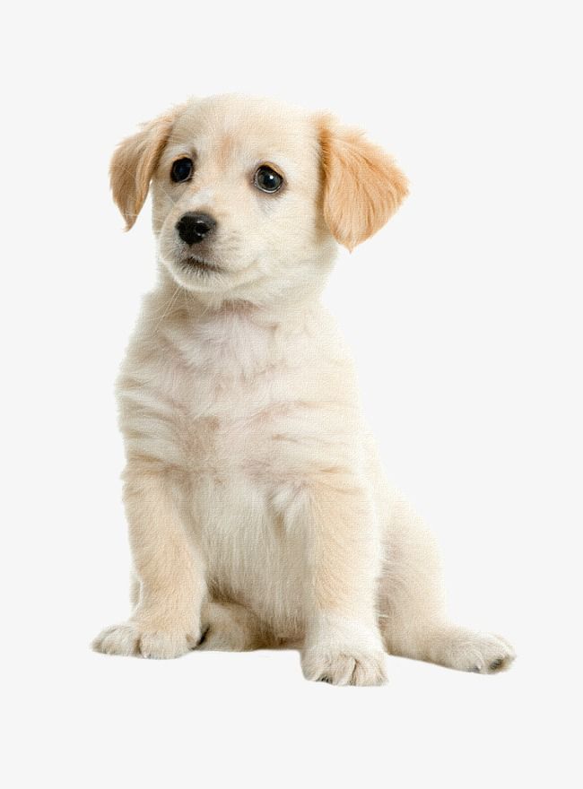 cute dog white background 0031