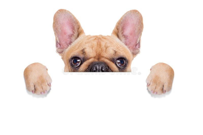 cute dog white background 0036