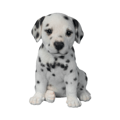 cute dog white background 0042