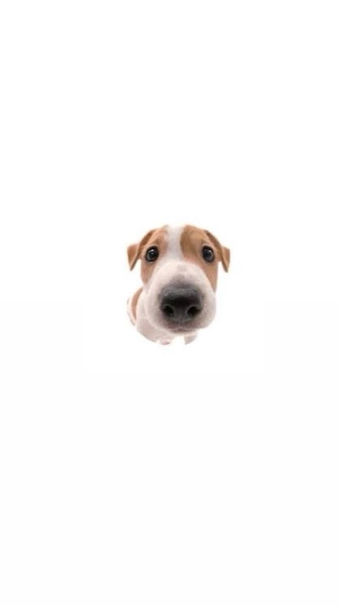 cute dog white background 0050