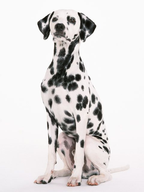 cute dog white background 0055