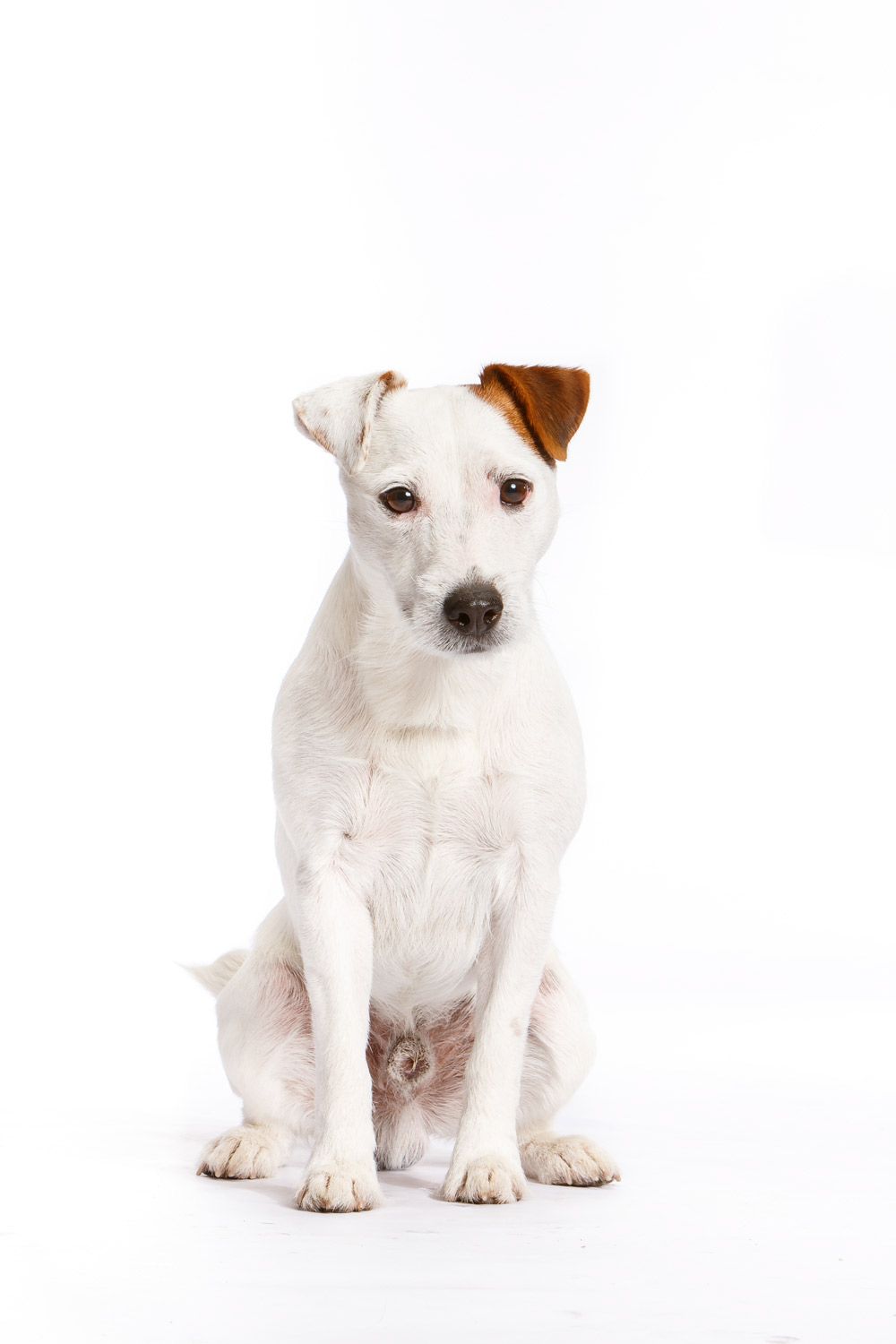 cute dog white background 0082