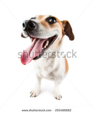 cute dog white background 0093