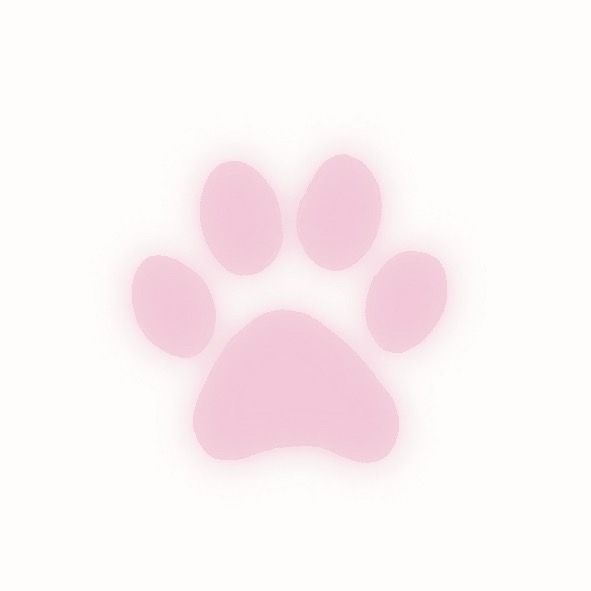 cute dog white background 0097