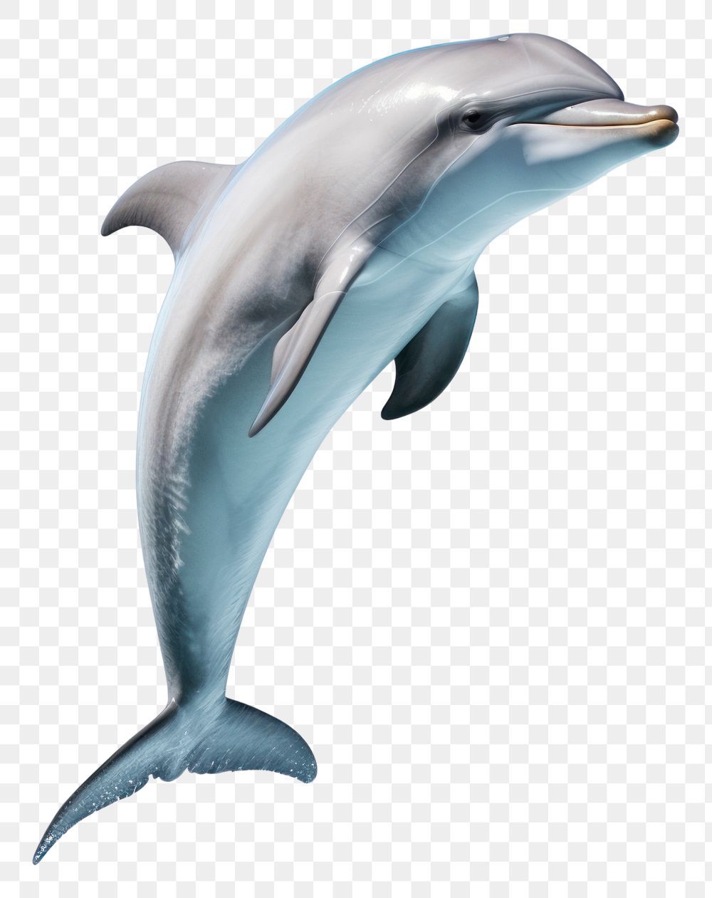 cute dolphin backgrounds 0011