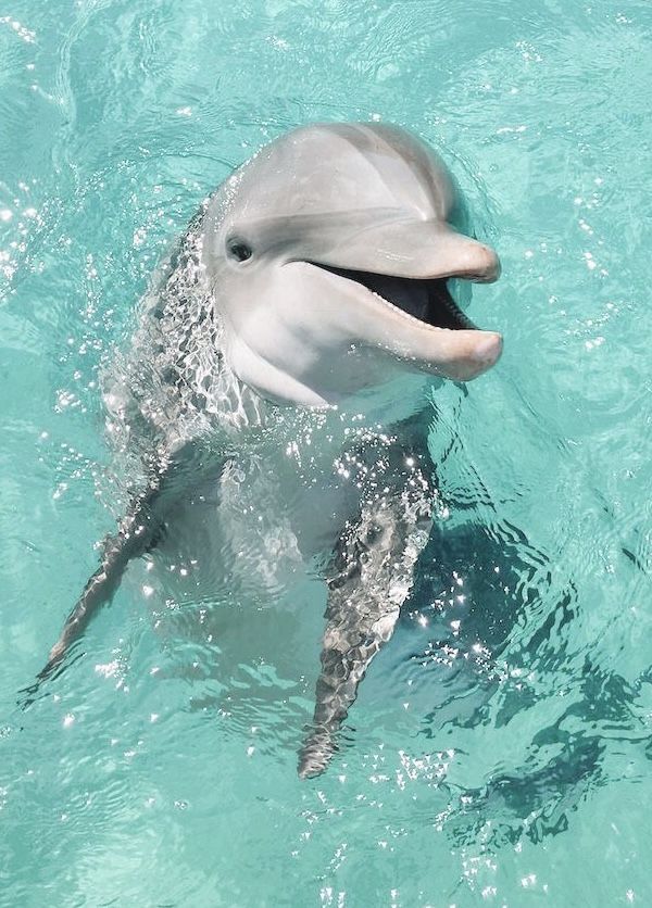 cute dolphin backgrounds 0016