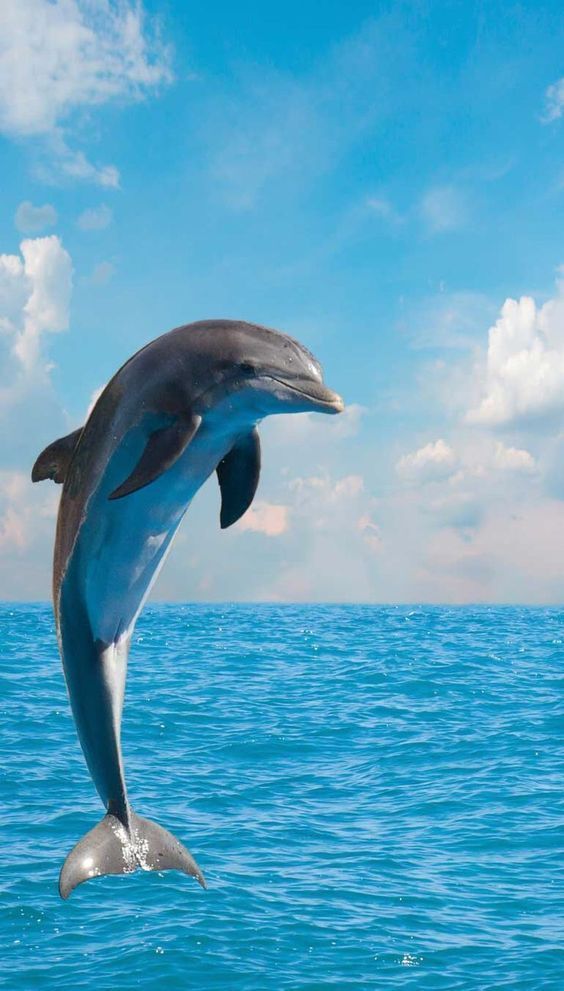 cute dolphin backgrounds 0019