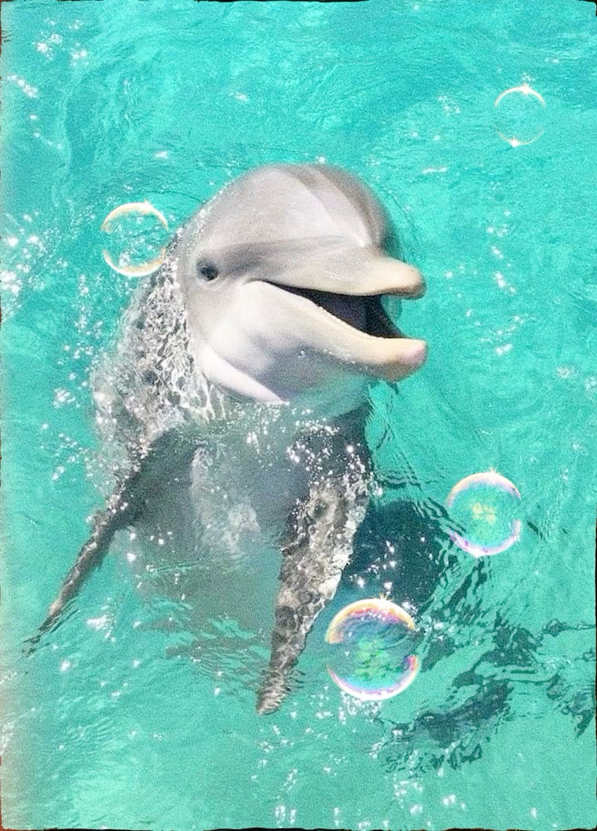 cute dolphin backgrounds 0020