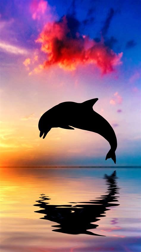 cute dolphin backgrounds 0033