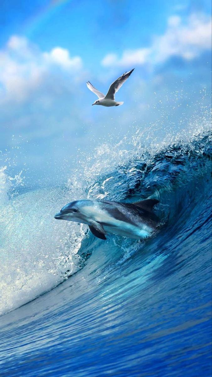 cute dolphin backgrounds 0044