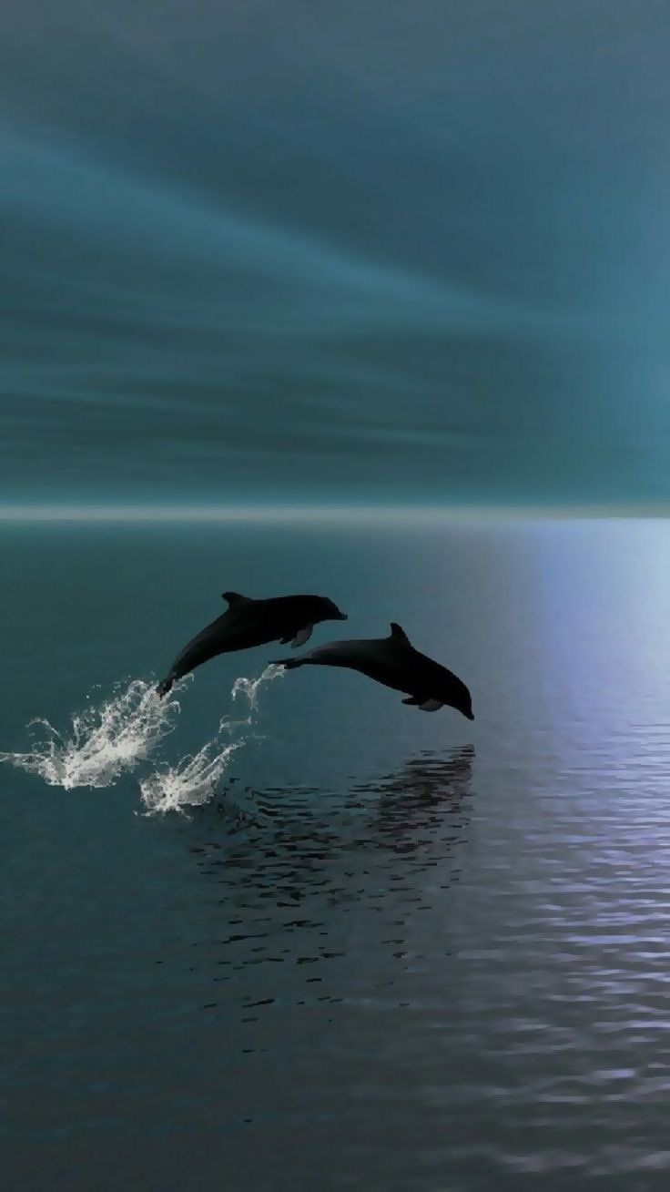 cute dolphin backgrounds 0070