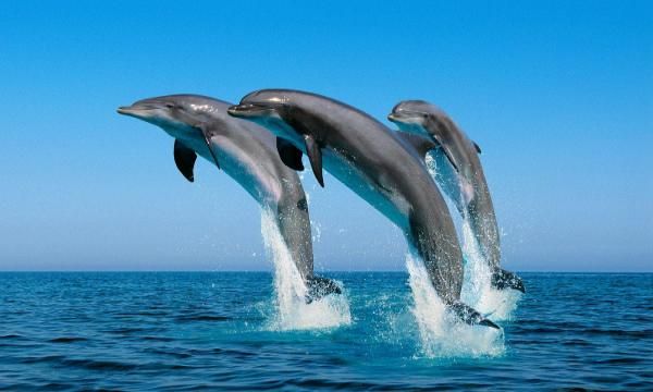 cute dolphin backgrounds 0092