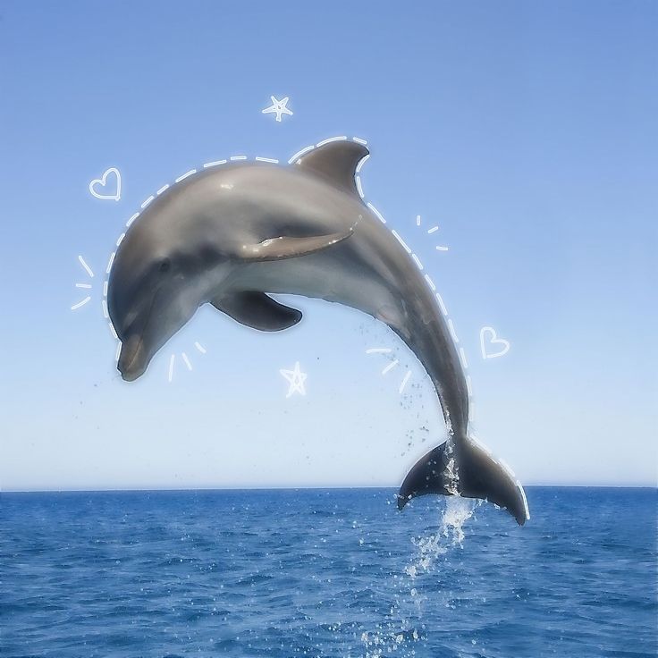 cute dolphin images for projects