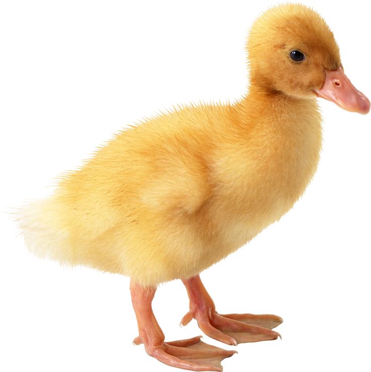 cute duck transparent background for wallpapers