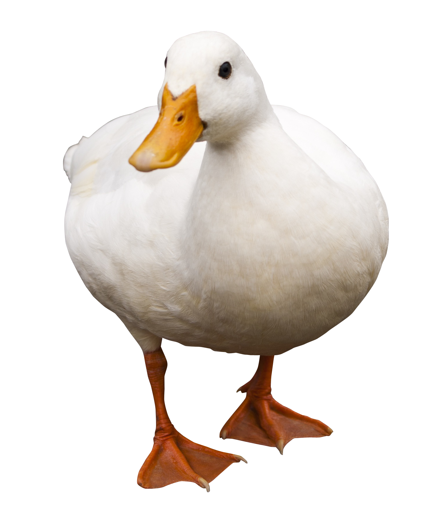 cute duck transparent background 0013