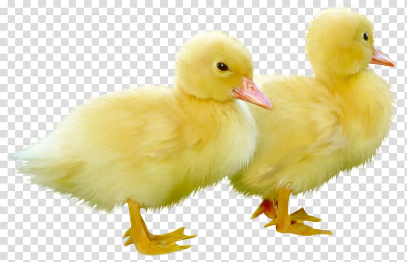 cute duck transparent background 0040