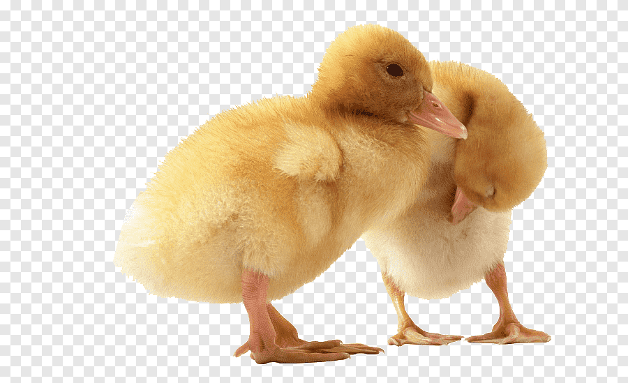 cute duck transparent background 0045