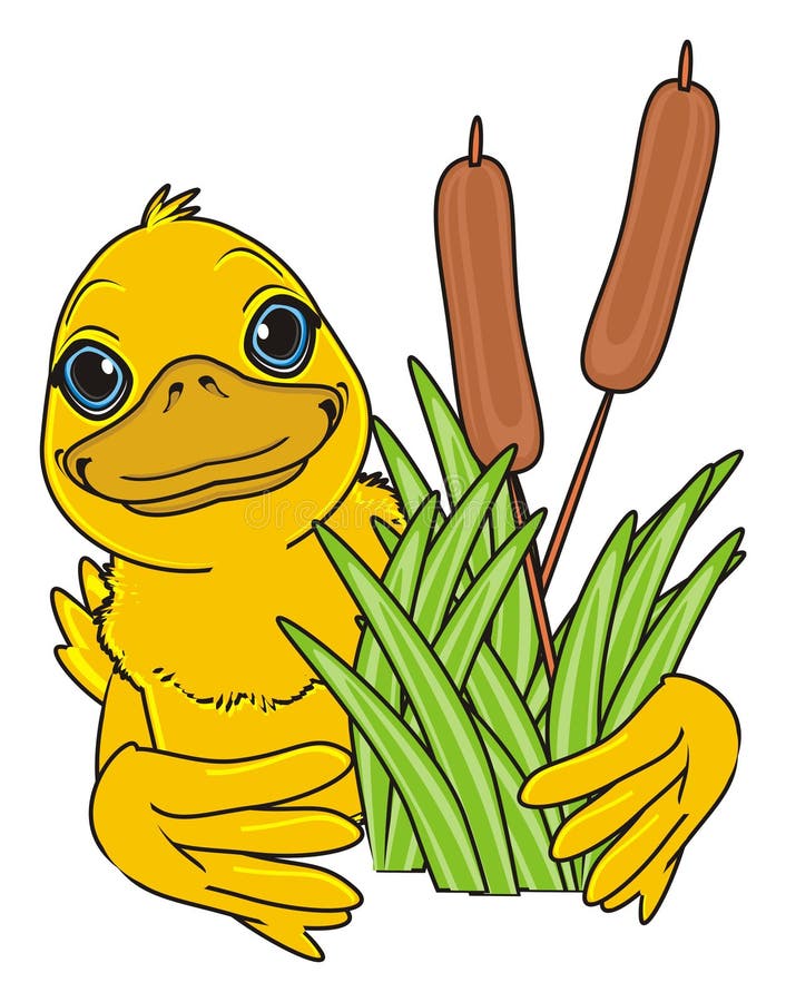 cute duck transparent background 0077