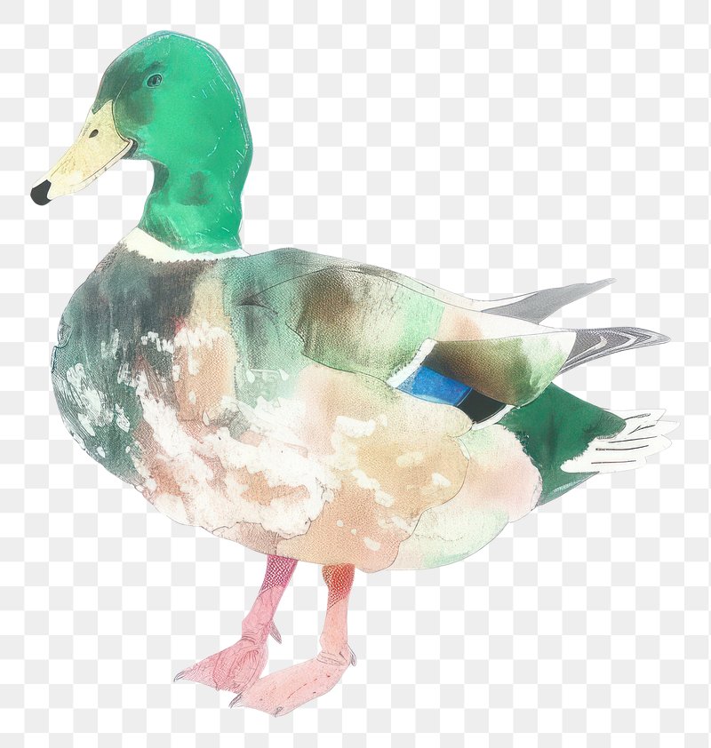 cute duck transparent background 0090