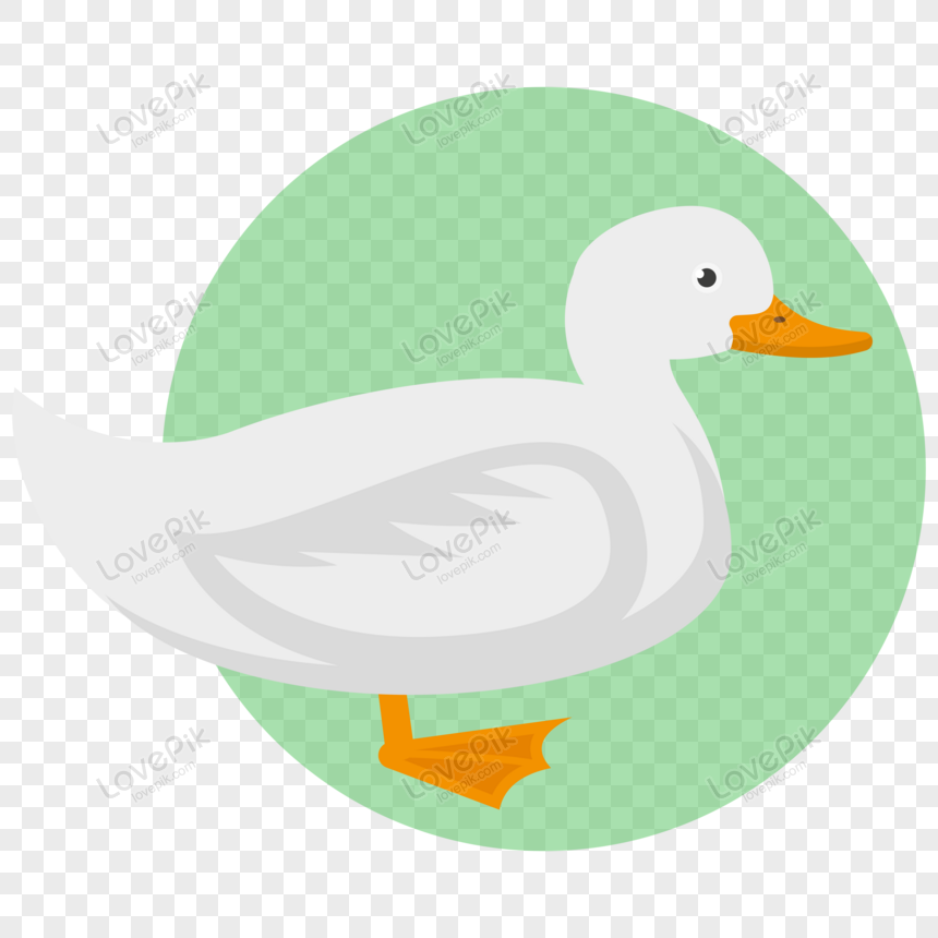 cute duck transparent background 0096