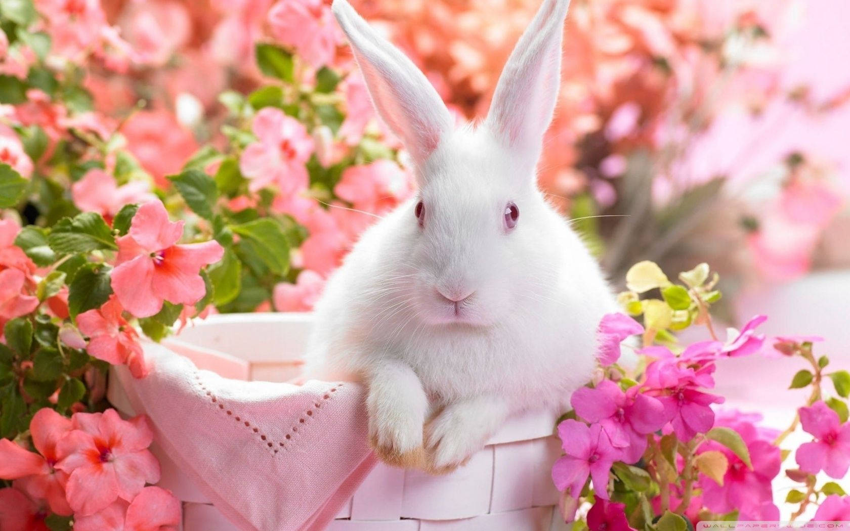 cute Easter Bunny backgrounds 0015