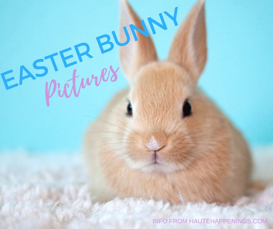 cute Easter Bunny backgrounds 0051