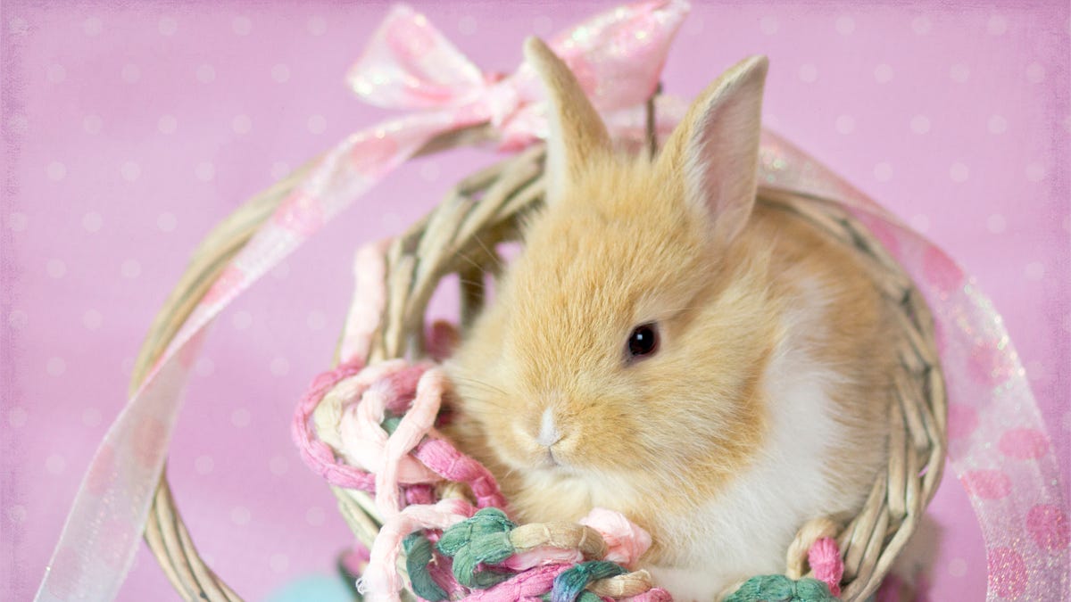 cute Easter Bunny backgrounds 0080