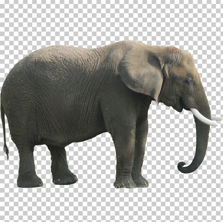 cute elephant backgrounds 0040