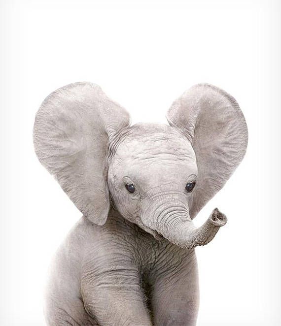 cute elephant backgrounds 0057