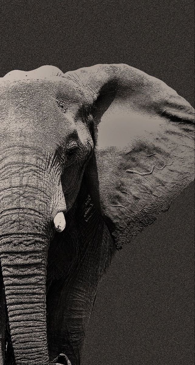 cute elephant backgrounds 0070