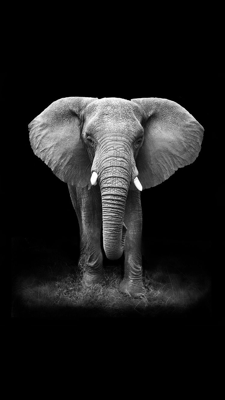 cute elephant backgrounds 0095