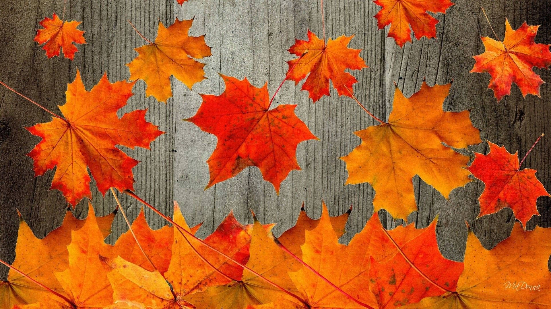 cute fall backgrounds 0051