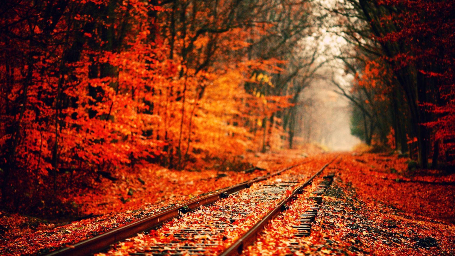 cute fall backgrounds 0062