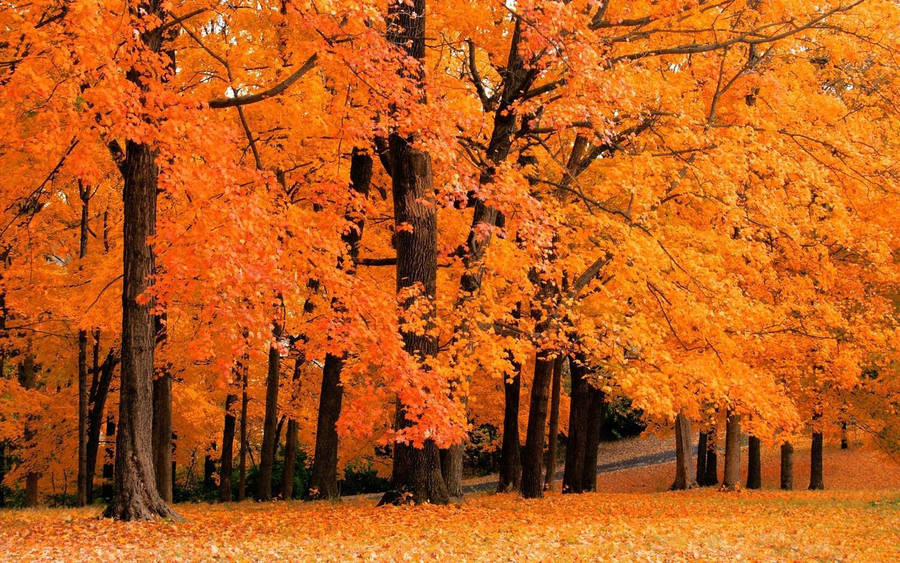 cute fall backgrounds 0079