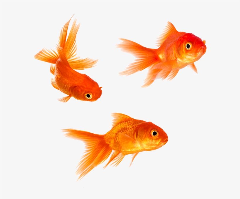 cute fish background 0087