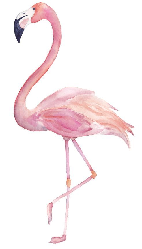 cute flamingo backgrounds 0019