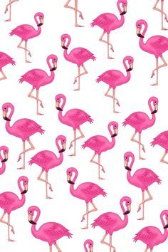 cute flamingo backgrounds 0061