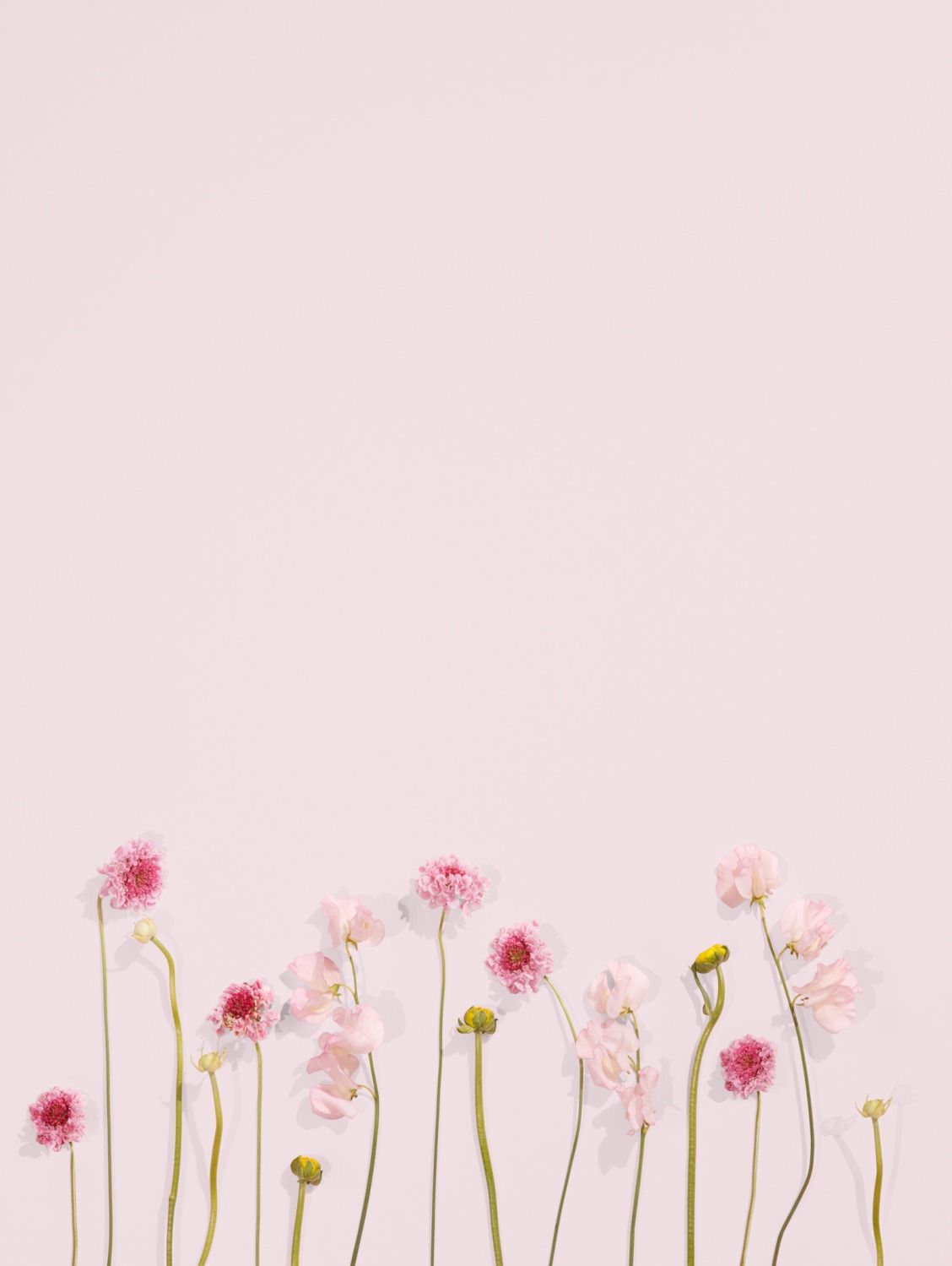 cute flower backgrounds 0068